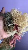 Grade A Sea Moss - Wholesale & Bulk - 1