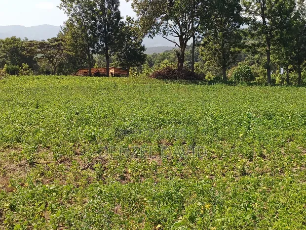 200 Acres Fertile Land for Sale in Handeni Mkata - 1