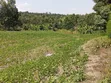 200 Acres Fertile Land for Sale in Handeni Mkata - 2