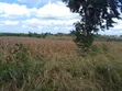 Land for Sale - 5 Acres, Kiwangwa Bagamoyo Main Road - 3