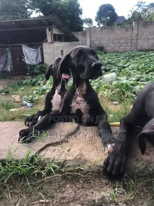 Purebred Great Dane Puppy - 3-6 Months Female