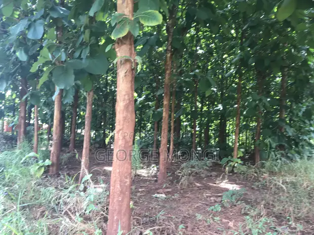 Farm Land with Teak Trees - 7.5 Acres - 1