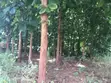 Farm Land with Teak Trees - 7.5 Acres - 1
