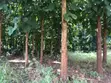 Farm Land with Teak Trees - 7.5 Acres - 2
