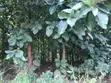 Farm Land with Teak Trees - 7.5 Acres - 3