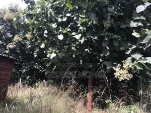 Farm Land with Teak Trees - 7.5 Acres