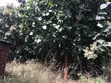 Farm Land with Teak Trees - 7.5 Acres - 4