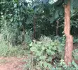 Farm Land with Teak Trees - 7.5 Acres - 5