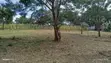 2 Hectares Land for Sale, Bunju B - 4