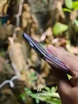 New Oppo Reno12 Pro 512GB Blue - 2