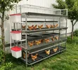H-Type Chicken Cage 60 - 2