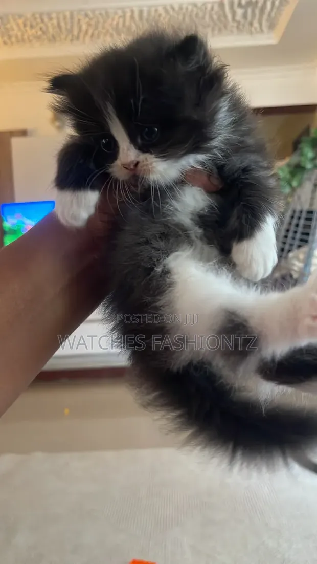 Purebred Persian Kitten - 1-3 Months Old - 1