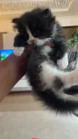 Purebred Persian Kitten - 1-3 Months Old - 1