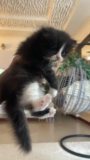 Purebred Persian Kitten - 1-3 Months Old