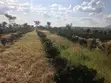 64 Acre Farm for Sale near Mbeya City - 1