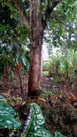 4-Bedroom Mansion for Rent in Moshono, Arusha - 2