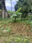 Prime Plot for Sale in Oyster Bay - 5