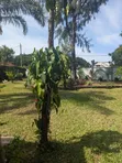 4 Bedroom Villa for Rent in Villas, Masaki - 5