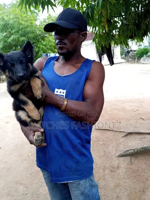 Kambuzi wa Kike wa German Shepherd Safi (Miezi 1-3)