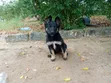Kambuzi wa Kike wa German Shepherd Safi (Miezi 1-3) - 2