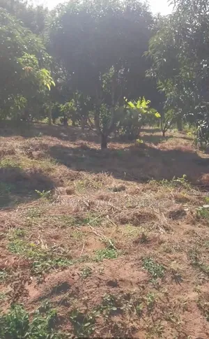 59x47ft Land Plot with Fruit Trees and Well in Kibaha Viziwa