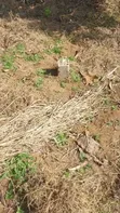 59x47ft Land Plot with Fruit Trees and Well in Kibaha Viziwa - 2