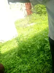 Furnished 10-Bedroom House for Sale in Bwera, Ilala - 5