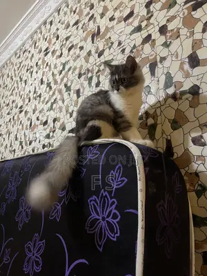 Purebred Persian Male Cat