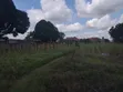 Plot for Sale in Mbweni Malindi Estate, Dar es Salaam - 4