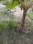 1 Bedroom House for Sale in Manzese, Mbezi - 3