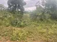 Irrigated Farm for Sale - Miono, Bagamoyo - 5