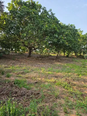 1200 Sqm Residential Plot for Sale in Madale Mbopo