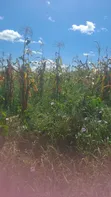 10 Hectares Farmland for Sale, Kiwangwa Bagamoyo - 2