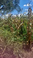 10 Hectares Farmland for Sale, Kiwangwa Bagamoyo - 3