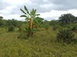 Farmland for Sale in Chalinze Msorwa - 1