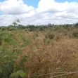 Farmland for Sale in Chalinze Msorwa - 2