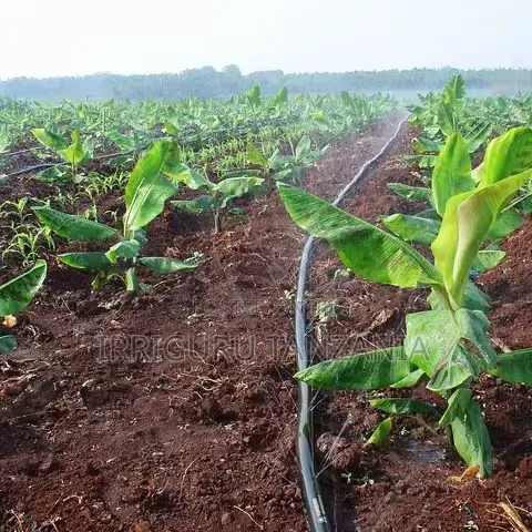Irrigation Hose Line - 1