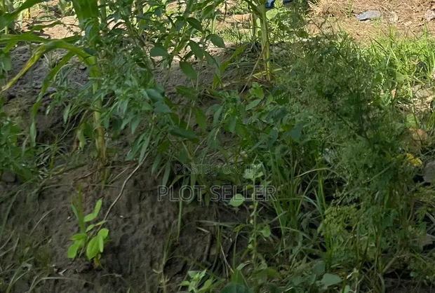 Plots for Sale in Kigamboni, Installment Options Available - 1