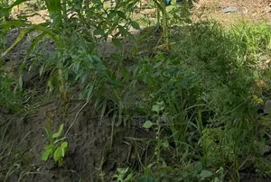 Plots for Sale in Kigamboni, Installment Options Available
