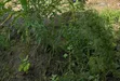 Plots for Sale in Kigamboni, Installment Options Available - 1