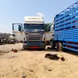 Scania 124 Horse Truck - 2002 - 3