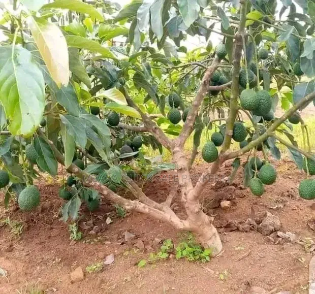 Shamba la Avokado 200 Ekari Linauzwa Njombe - 1