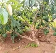 Shamba la Avokado 200 Ekari Linauzwa Njombe - 1