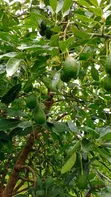 Shamba la Avokado 200 Ekari Linauzwa Njombe - 2