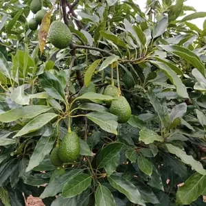 200 Acres Avocado Farm for Sale in Njombe