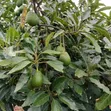 Shamba la Avokado 200 Ekari Linauzwa Njombe - 4