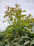 Shamba la Avokado 200 Ekari Linauzwa Njombe - 5