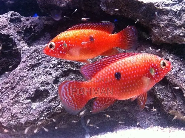 Turkana Jewel Fish Pair - 1