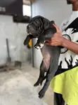 Male American Pit Bull Terrier Puppy - 1