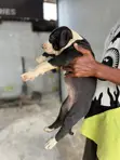 Male American Pit Bull Terrier Puppy - 2